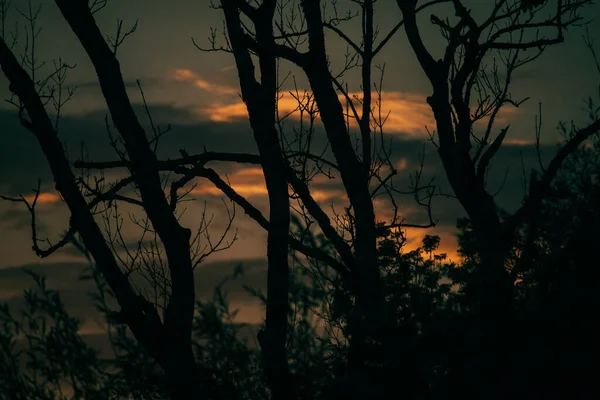 Les Silhouettes Des Arbres Contre Coucher Soleil — Photo