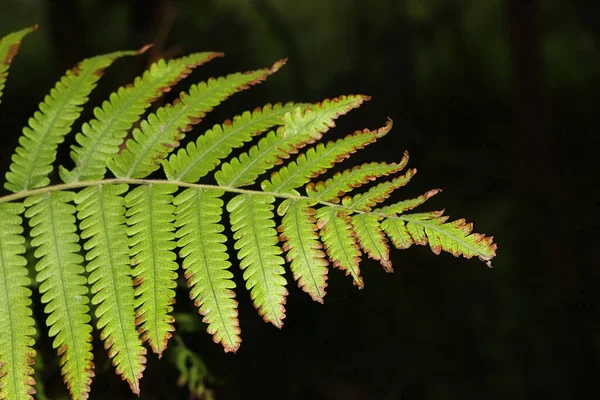 Top View Shallow Focus Shot Christella Dentata Soft Fern Dark — Stock Photo, Image