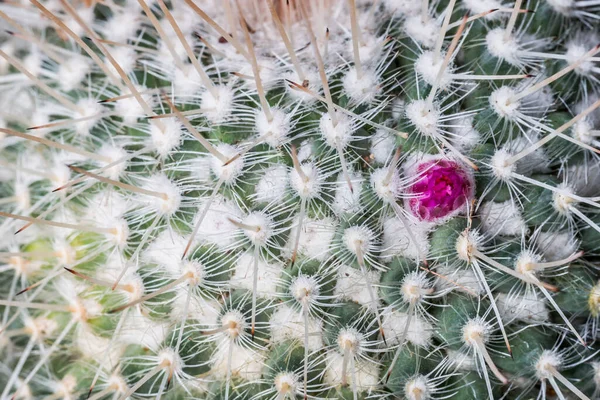 Makró Felvétel Kaktuszmintákról — Stock Fotó