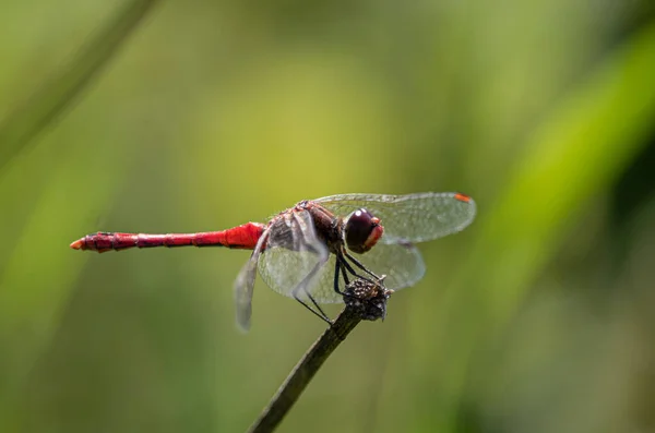 红色脉络的黑暗者的特写镜头 Sympetrum Fonscolombii — 图库照片