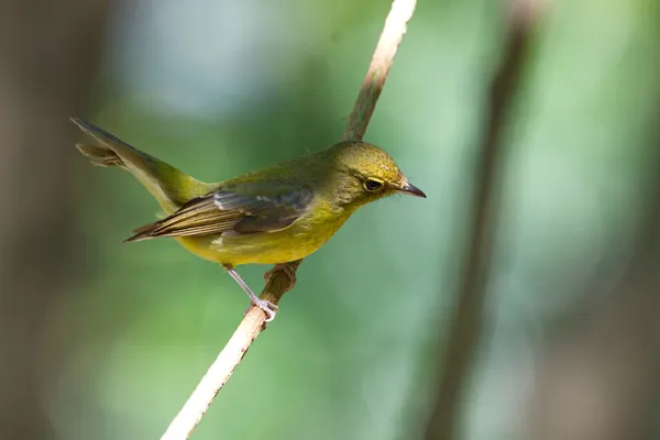 アジアの鳥を愛するフォークテール水 — ストック写真