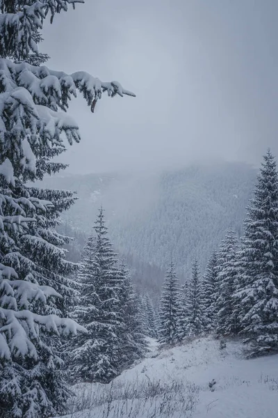 Plan Vertical Hiver Montagnes Arbres Enneigés — Photo