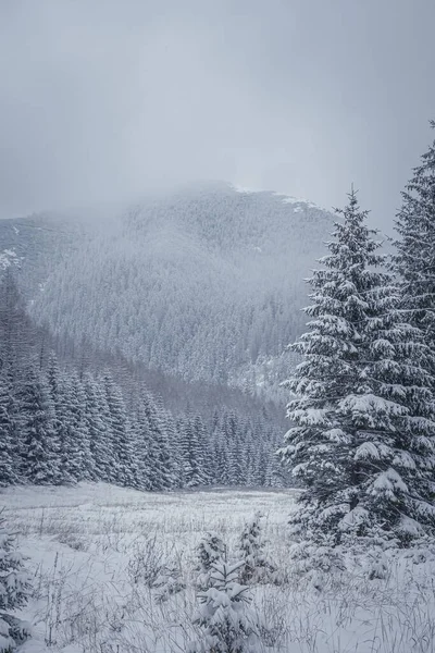 Plan Vertical Hiver Montagnes Arbres Enneigés — Photo