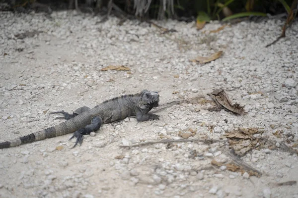 Iguana Cachryx Defensor Zemi Yucatan Mexiko — Stock fotografie