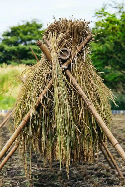 Eine Vertikale Aufnahme Eines Geernteten Reisbündels Auf Dem Reisfeld Während — Stockfoto