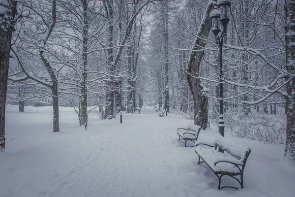 Vacker Utsikt Över Vintern Och Snöklädda Träd Och Abench — Stockfoto