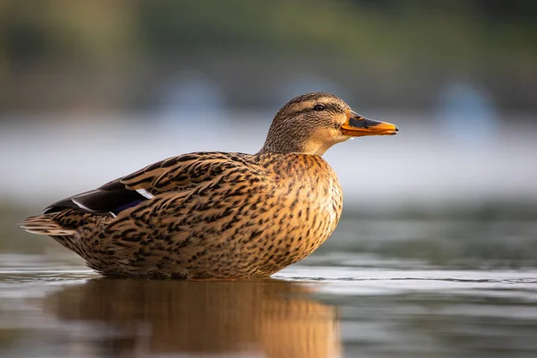 Gadwall Duck Its Natural Habitat — Fotografia de Stock