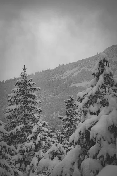 Tiro Vertical Tons Cinza Árvores Cobertas Neve — Fotografia de Stock