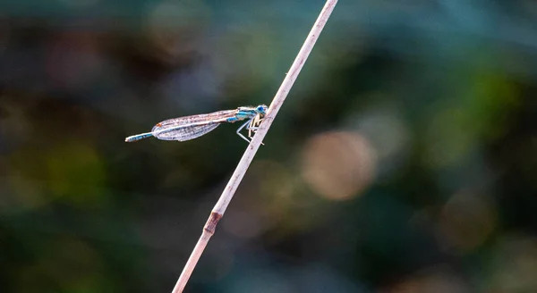 Sıradan Mavi Bir Kızböceğinin Yakın Çekimi Enallagma Cyathigerum — Stok fotoğraf