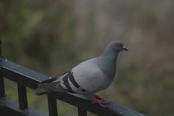 Selective Focus Shot Pigeon Perched Steel — Stock Photo, Image