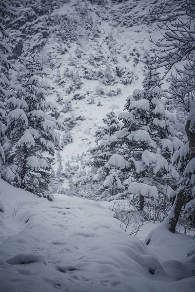 Vertikal Bild Vinter Och Snötäckta Berg Och Träd — Stockfoto