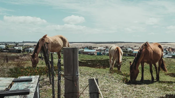 Grupp Hästar Betar Cabo Polonio Uruguay — Stockfoto