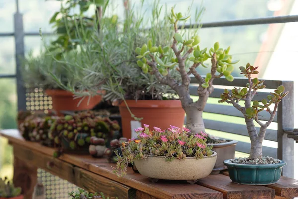 Closeup Succulent Plants Wooden Shelf — Stock Photo, Image