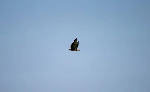 Eagle Flying Sky Wildlife — Stock Photo, Image