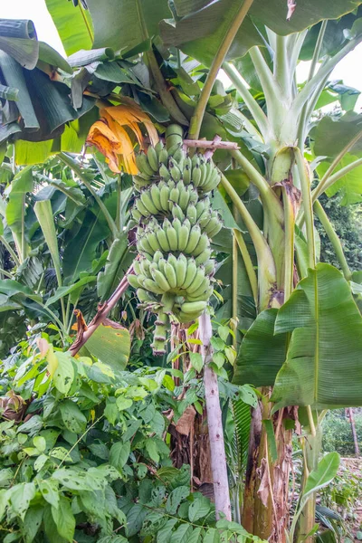 Бананові Рослини Дикій Південно Східній Азії — стокове фото