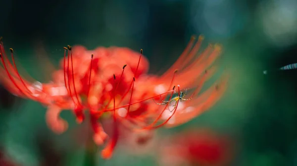 정원에 아름다운 기어다니는 거미의 선택적 — 스톡 사진