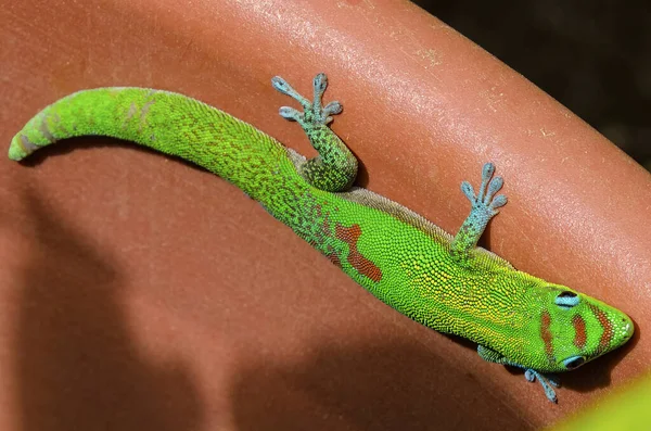 Gros Plan Gecko Vert — Photo