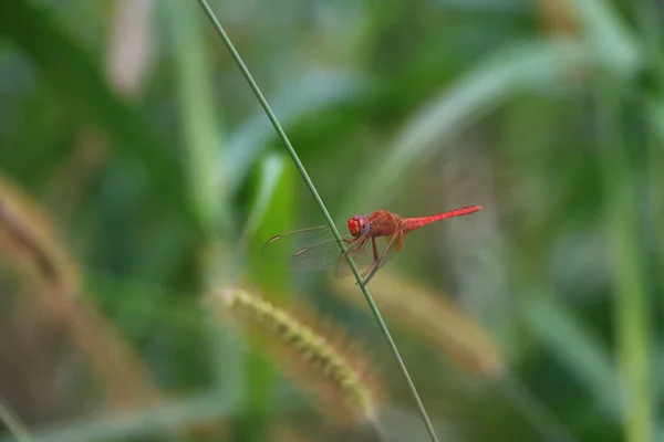 淡淡的焦点镜头 红色脉络的达特坐在一朵花的绿色枝干上 绿色自然背景 — 图库照片