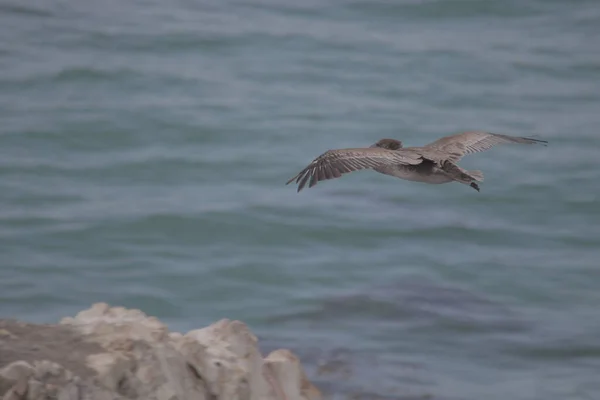 Tiro Seletivo Foco Pelicano Spot Billed Que Voa Acima Mar — Fotografia de Stock