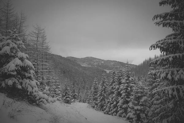冬季和白雪覆盖的高山和树木美丽的灰度景观 — 图库照片