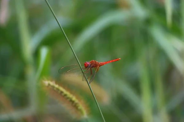 一只红色蜻蜓坐在绿色的枝干上的浅浅的焦距镜头 背景中的绿色自然花朵 — 图库照片