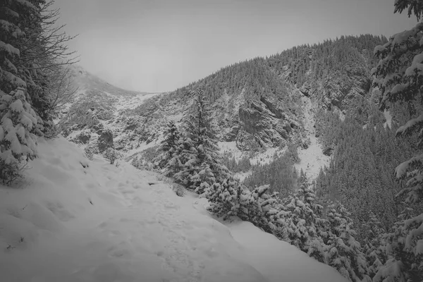 冬と雪に覆われた山々や木々の美しいグレースケールの景色 — ストック写真