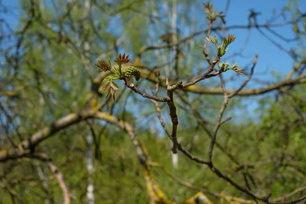 Une Branche Sur Noyer Printemps — Photo