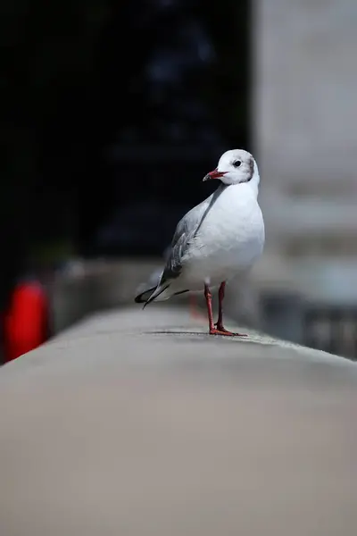 Vertical Shot Seagull Standing Alone — стоковое фото