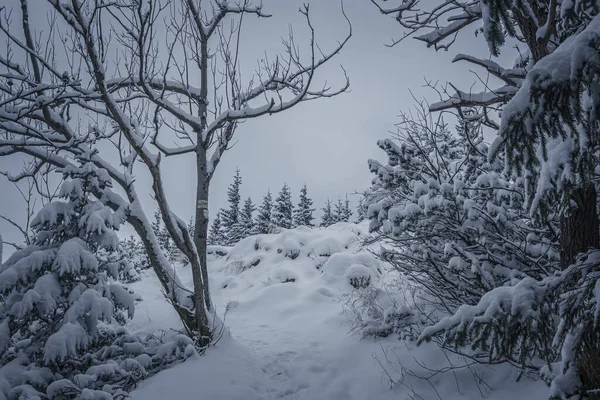 Vacker Utsikt Över Vintern Och Snöklädda Träd — Stockfoto