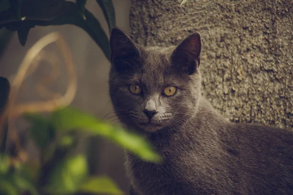 Closeup Gray Cat Animal Portrait — Fotografia de Stock