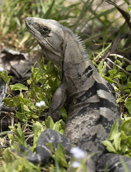 Una Iguana Cachryx Defensor Sobre Naturaleza Yucatán México — Foto de Stock