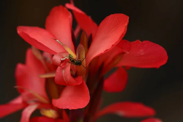 Closeup Beautiful Red Geranium Flowers — Stock Photo, Image