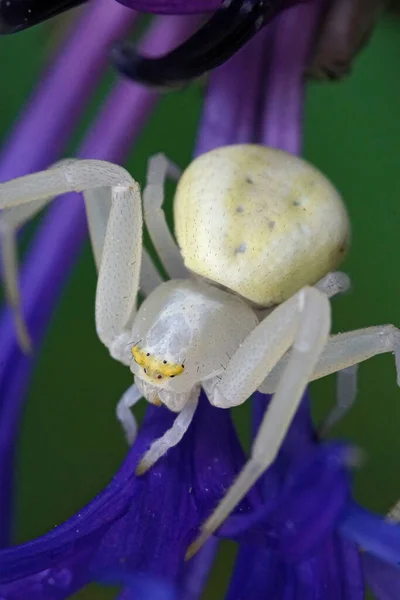 Κοντινό Πλάνο Μιας Αράχνης Καβουριών Λευκών Λουλουδιών Της Misumena Vatia — Φωτογραφία Αρχείου