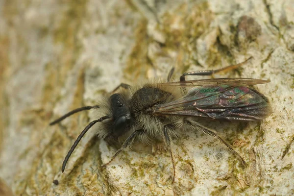 Una Abeja Minera Masculina Andrena Está Calentando Lado Expuesto Sol — Foto de Stock