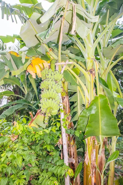 Plantas Banana Tailândia Selvagem Sudeste Asiático — Fotografia de Stock