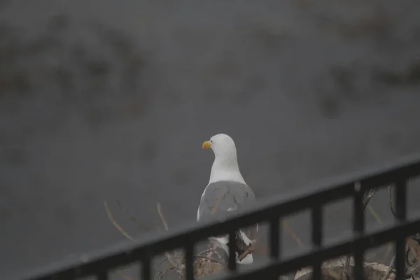 Tiro Seletivo Foco Uma Gaivota Perto Mar — Fotografia de Stock