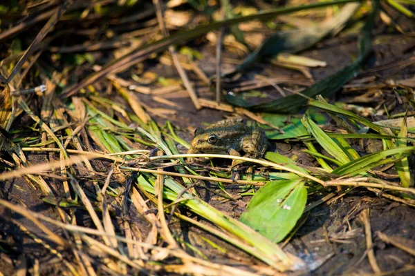 Closeup Marsh Frog Pelophylax Ridibundus — Photo