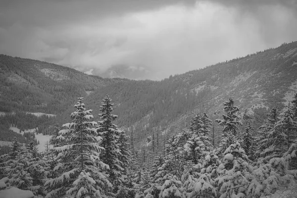 Uma Bela Vista Cinzenta Inverno Árvores Cobertas Neve — Fotografia de Stock