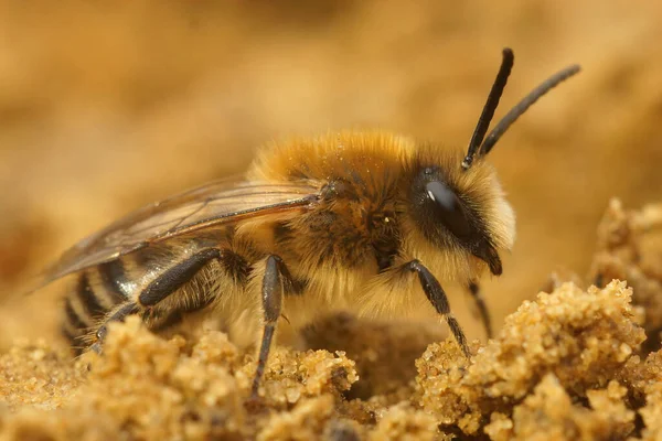 Pionowe Zbliżenie Męskich Kołnierzyków Lub Wiosennych Pszczół Górniczych Colletes Unicularius — Zdjęcie stockowe