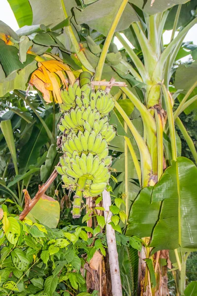 泰国东南部的野生香蕉植物 — 图库照片