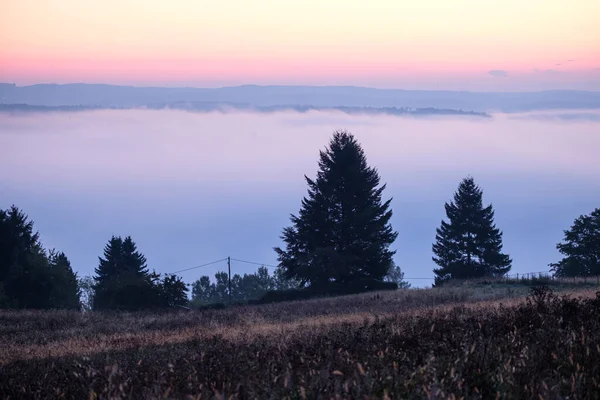 Conifer Trees Dawn Mist Landscape Scene — Stockfoto