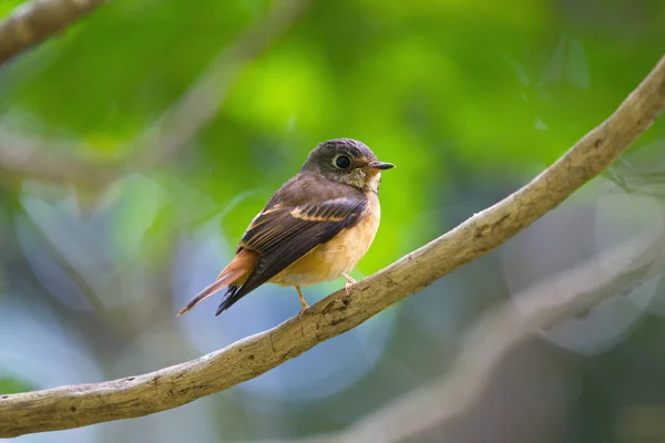 Szeroka Gama Ptaków Łapiących Muchy Znalezionych Tajlandii — Zdjęcie stockowe