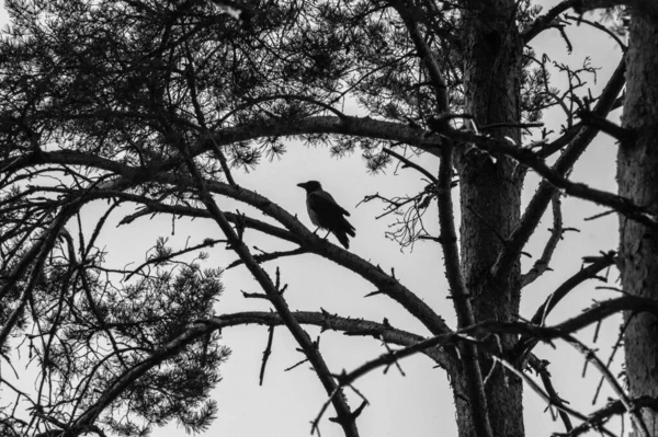 Grayscale Shot Crow Tree — Fotografia de Stock