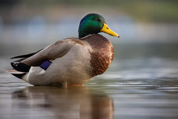 Μια Πάπια Mallard Στο Φυσικό Της Περιβάλλον — Φωτογραφία Αρχείου