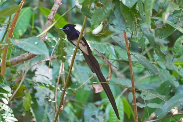 Szeroka Gama Ptaków Łapiących Muchy Znalezionych Tajlandii — Zdjęcie stockowe