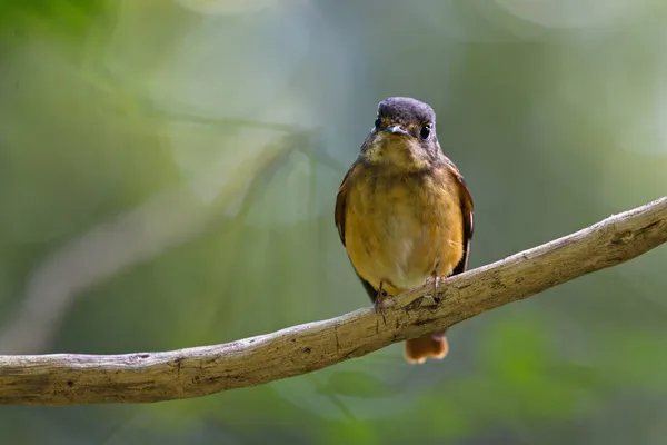 Une Grande Variété Oiseaux Attrapeurs Mouches Trouvés Thaïlande — Photo