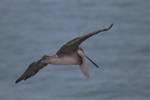 Tiro Seletivo Foco Pelicano Spot Billed Que Voa Acima Mar — Fotografia de Stock