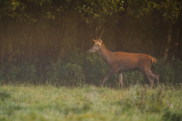 Beautiful View Deer Walking Field —  Fotos de Stock