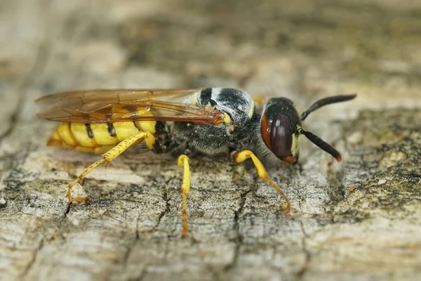 Feche Cabeça Beewolf Europeu Philanthus Triangulum Pedaço Madeira — Fotografia de Stock