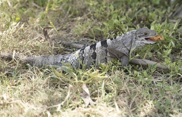 Iguana Cachryx Defensor Přírodě Yucatan Mexiko — Stock fotografie